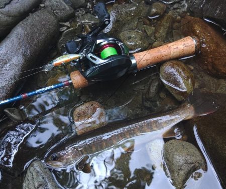 新緑の渓でアマゴと戯れる ～長良川水系～